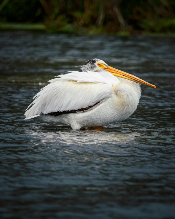 a white pelican on the water looking for food