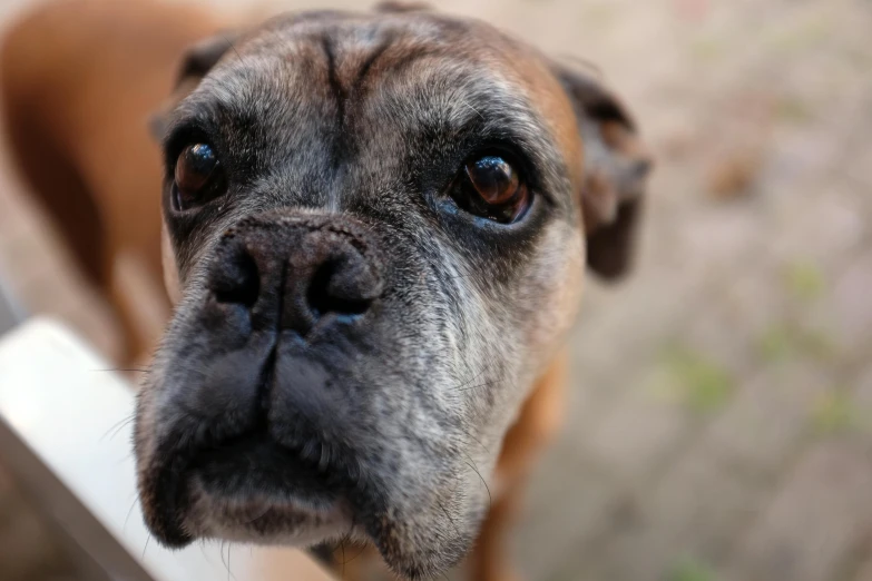 an adorable little brown dog staring into the camera