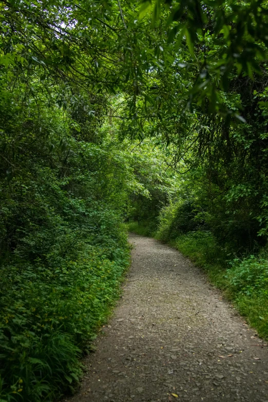 a dirt path through some very tall trees