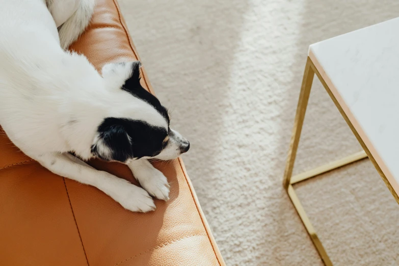 a small white and black dog laying on a couch