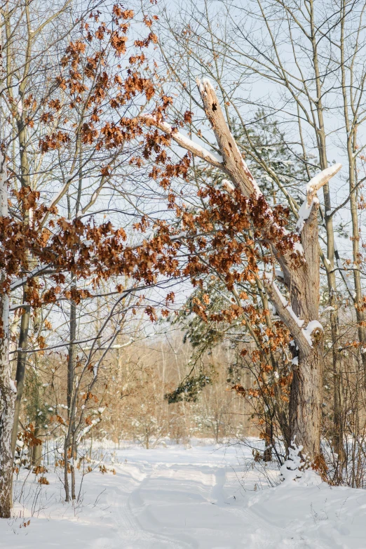 a picture of a snow covered forest in the winter