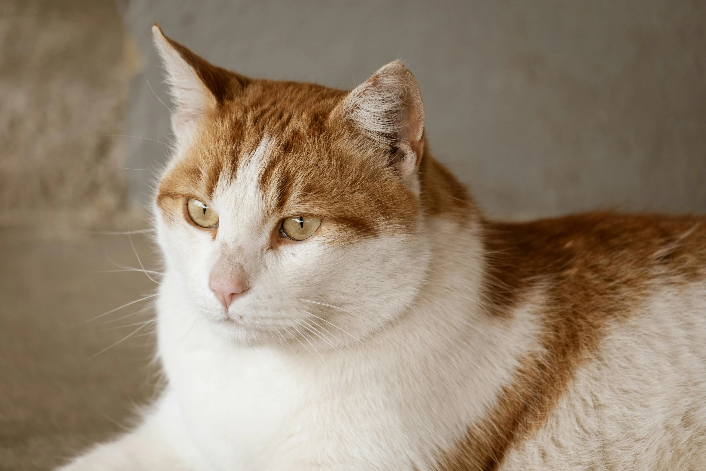 the orange and white cat sits near the window