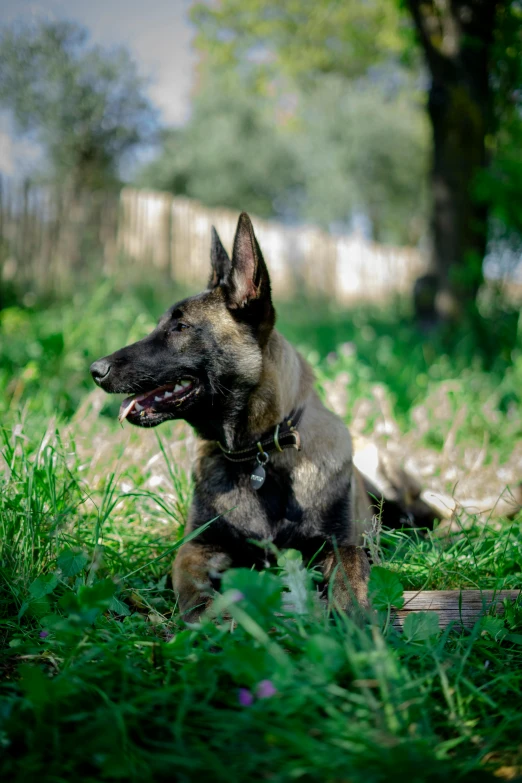 a black and brown dog sitting on the ground in the grass