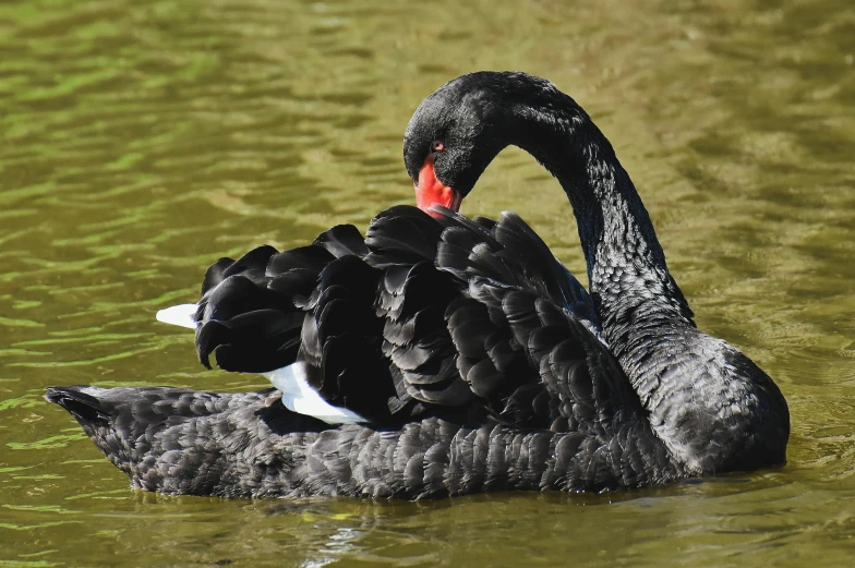 a black swan with an orange beak is swimming in the water