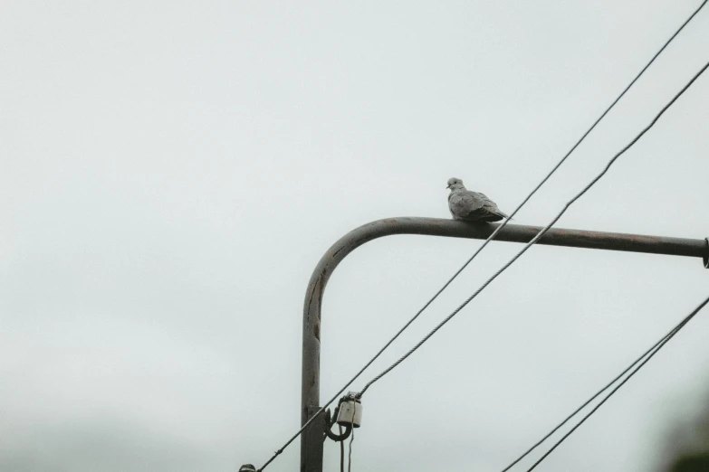 a bird sitting on a power pole in the wind