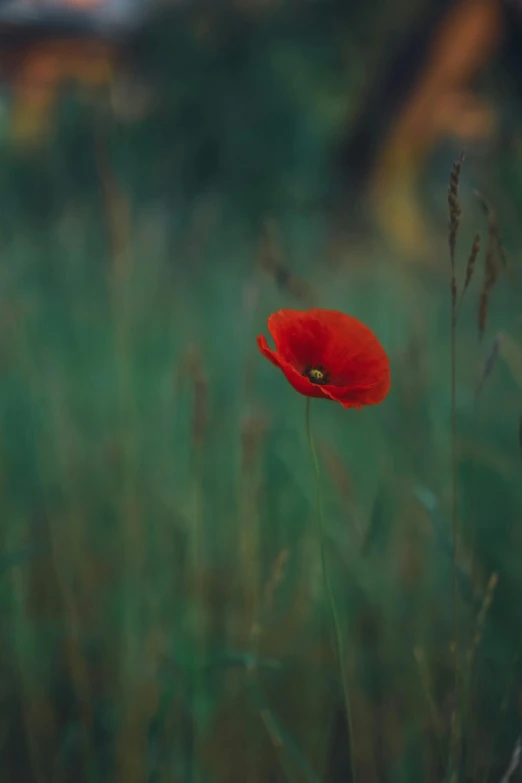 a bright red poppy sitting in a grassy field