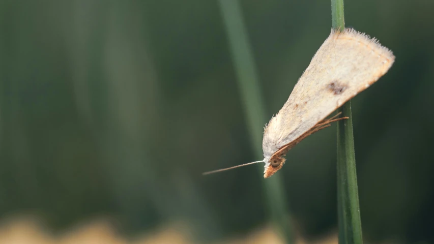 a small insect sits on top of a plant