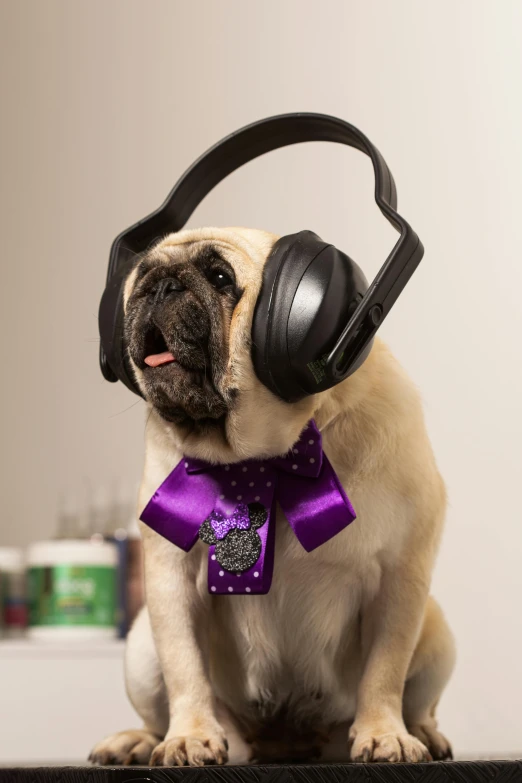 a small pug sitting with headphones on and wearing a purple bow