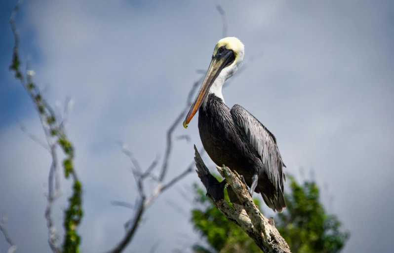 a pelican perched on a tree nch against a cloudy blue sky