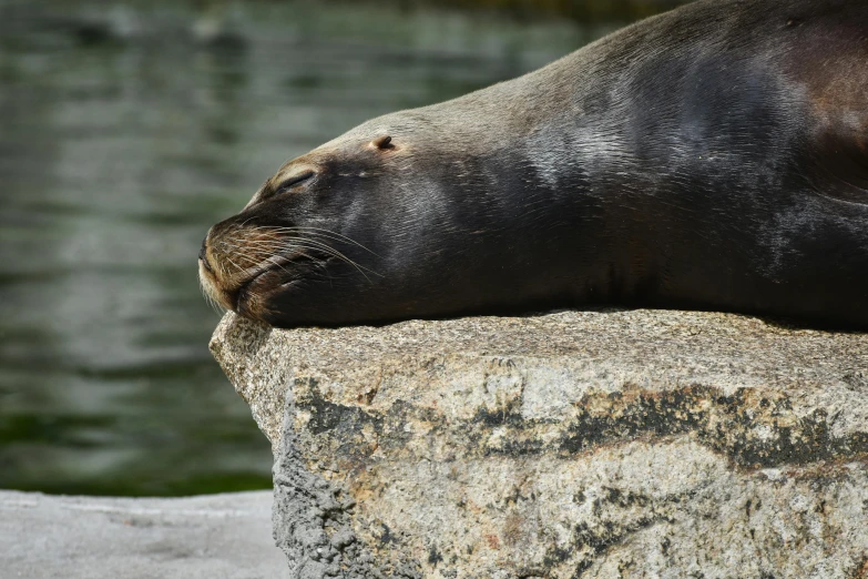 a seal that is laying on some rocks