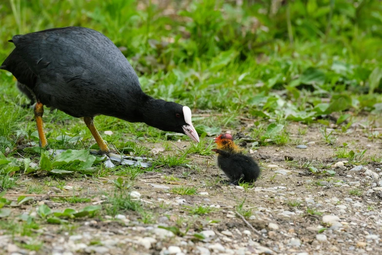 an adult bird and a baby bird together