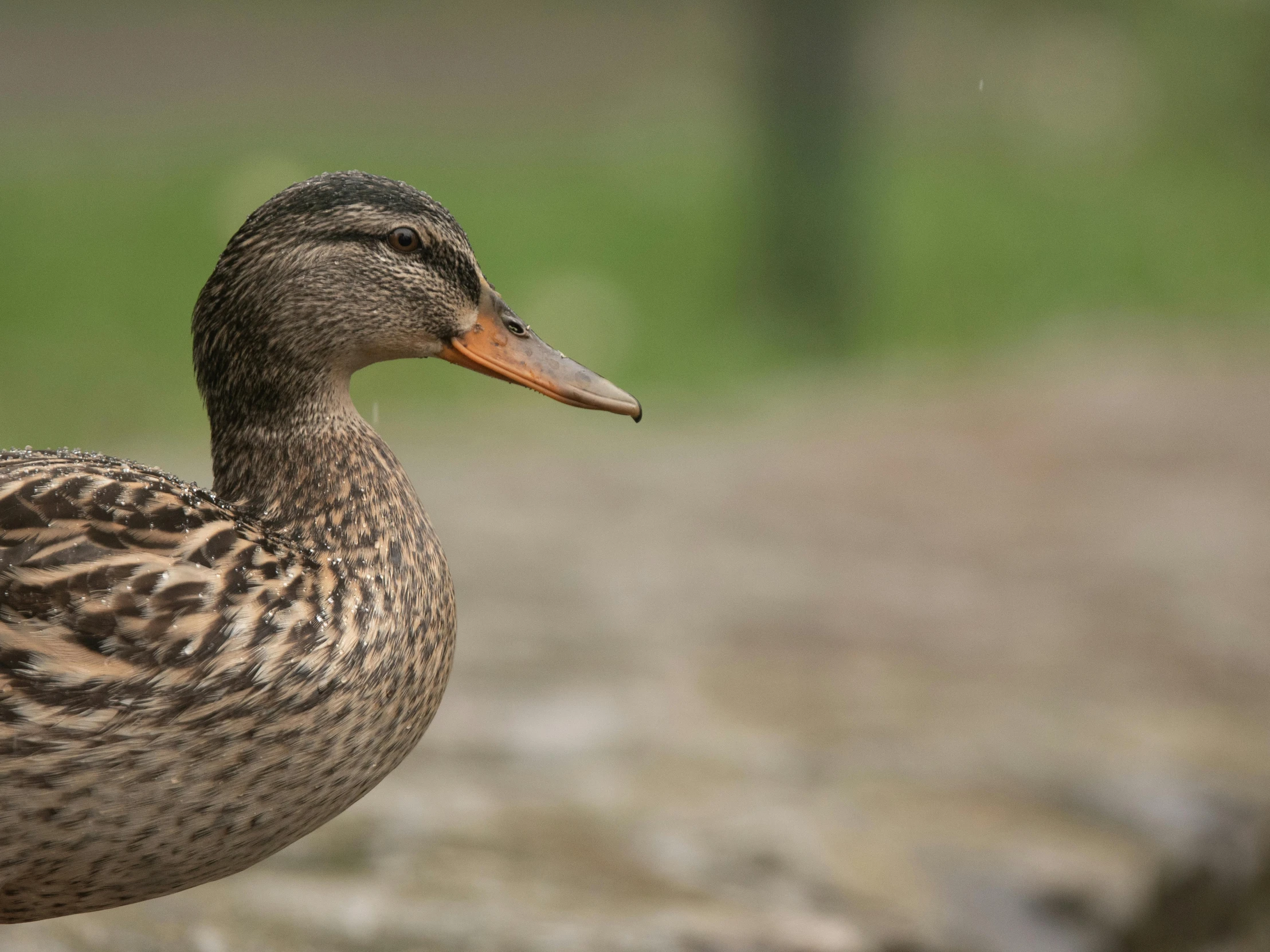 a duck stands on the ground with one eye closed