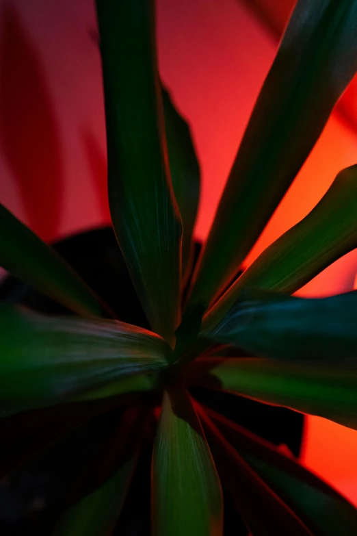 there is a plant growing in the corner of the room