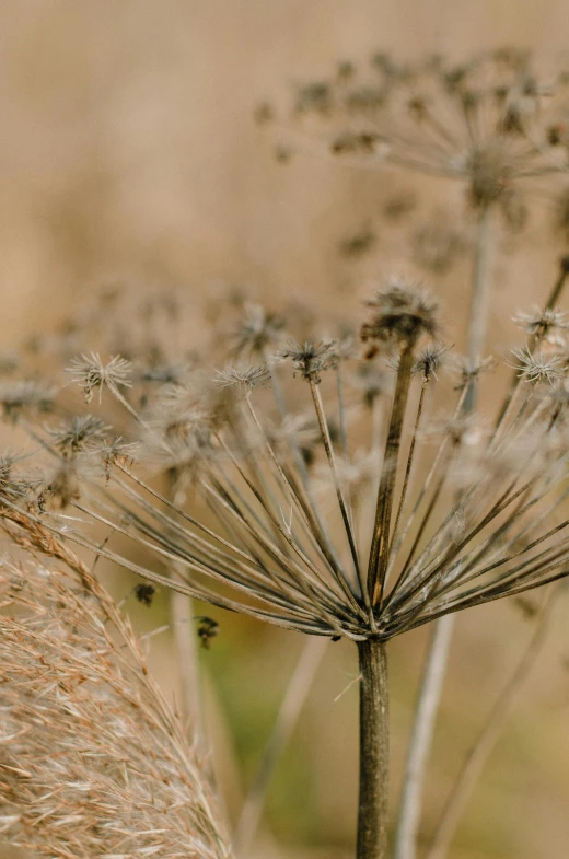 a seed head on a dry grass field