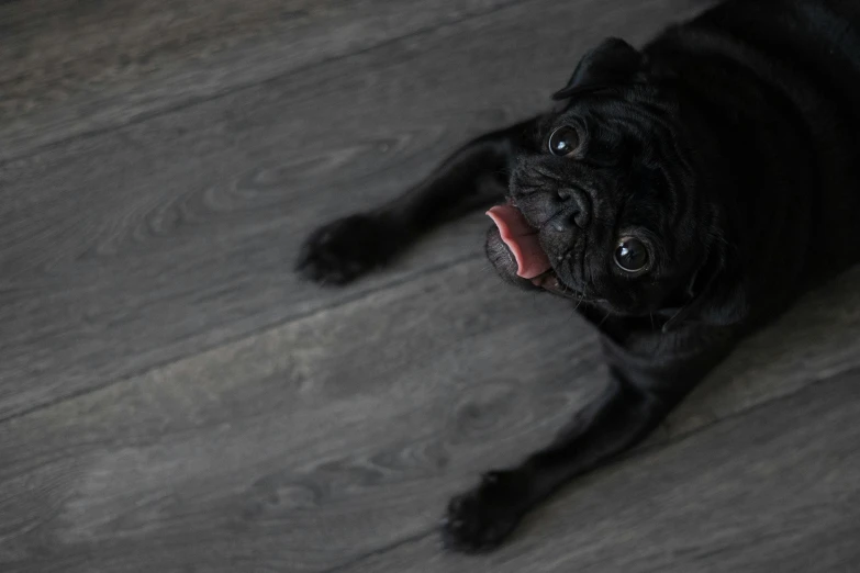 black dog panting and showing tongue out on the floor