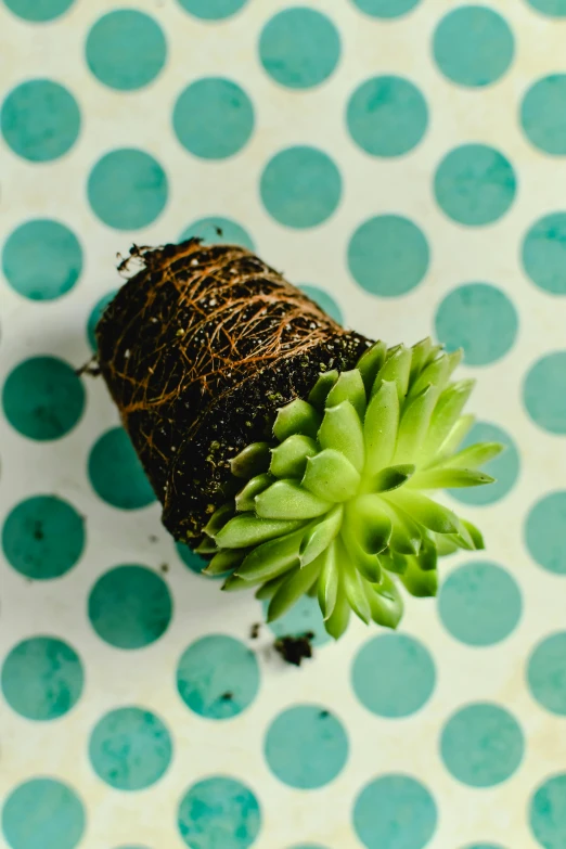 a very pretty small plant on a big spotty table