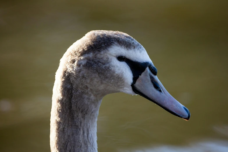 the long neck of a goose is shown