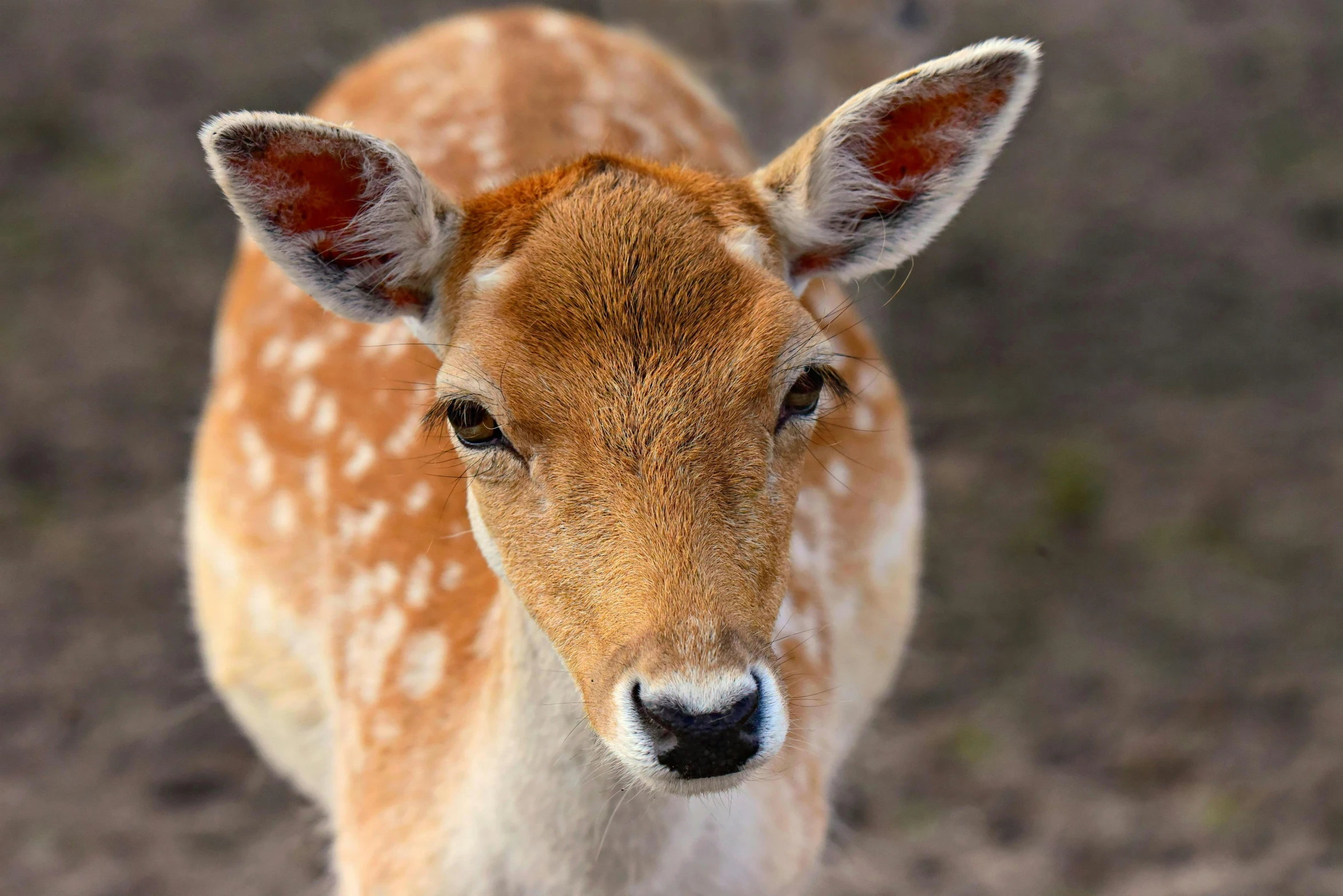 an animal that is looking to the right