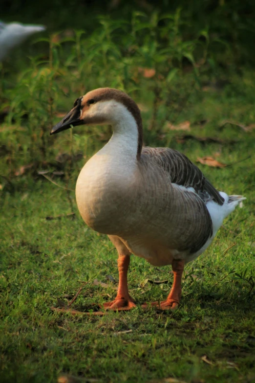 a gray and white duck standing on grass