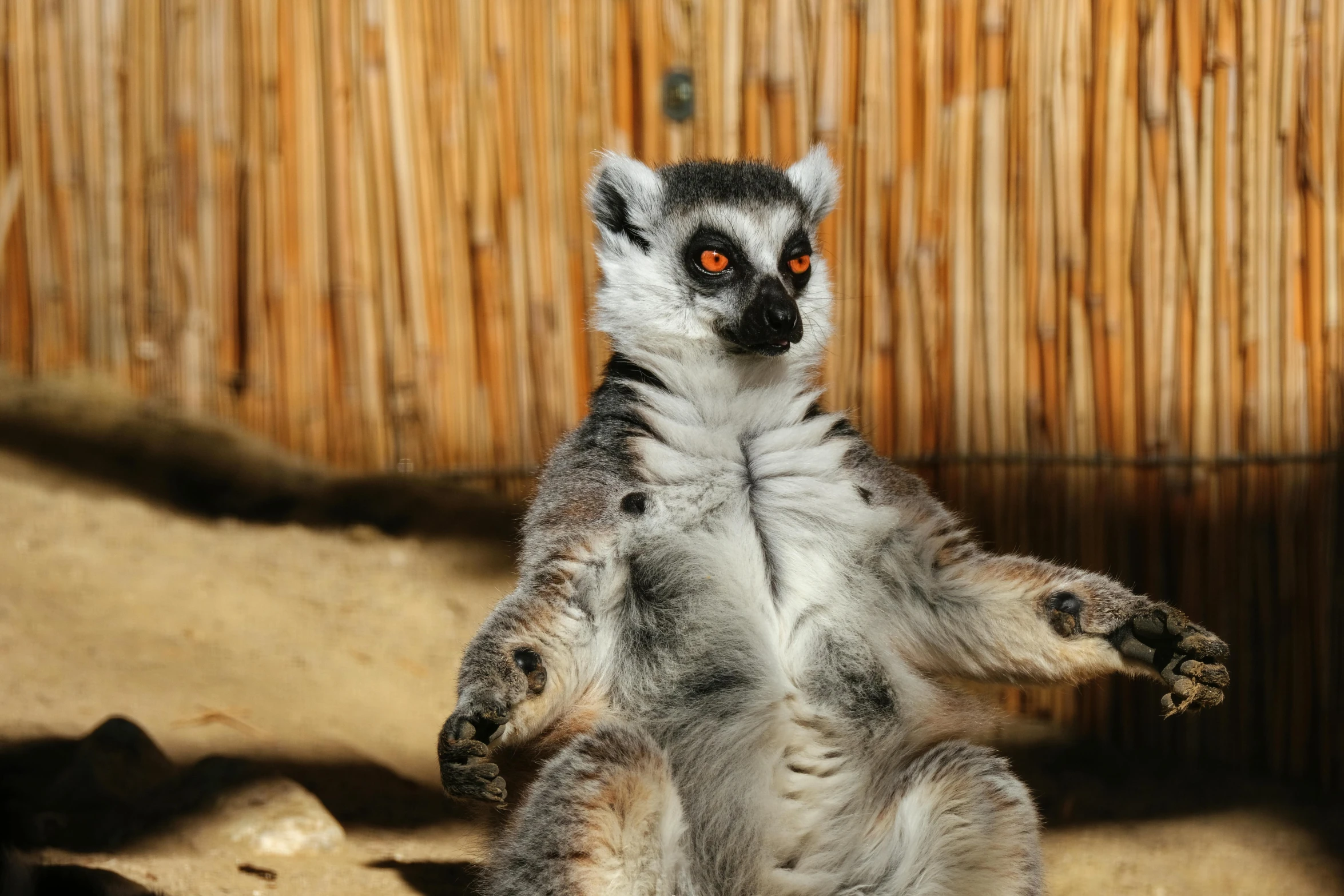 a ring tailed lemurt standing up with its front paws out