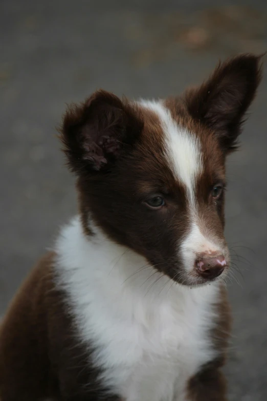 a close up of a brown and white puppy on a gravel ground