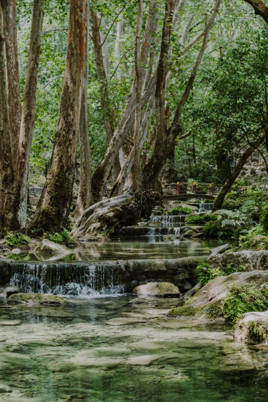 a very pretty river flowing through a forest filled with trees