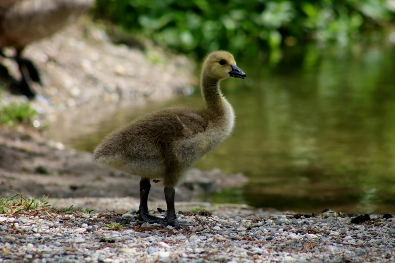 a young duck is near the water by the shore