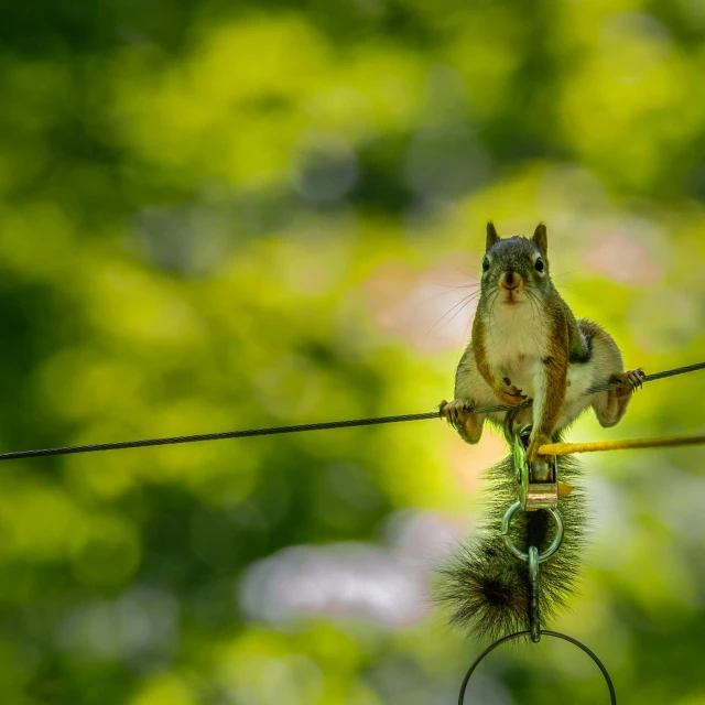 a squirrel is sitting on top of a wire