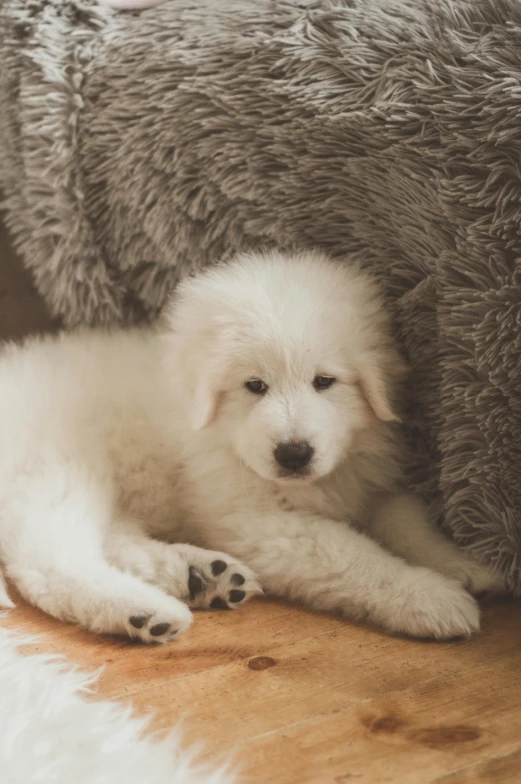 white puppy sitting down under gray couch