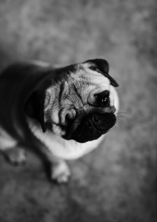 a dog with a black nose looking up at the camera