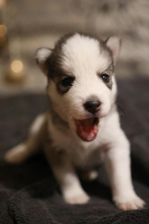 a black and white puppy sitting on the floor smiling