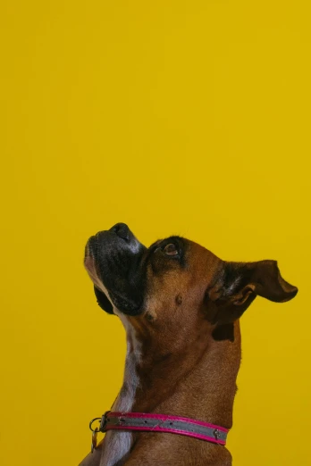 a brown dog with its tongue out on a yellow wall