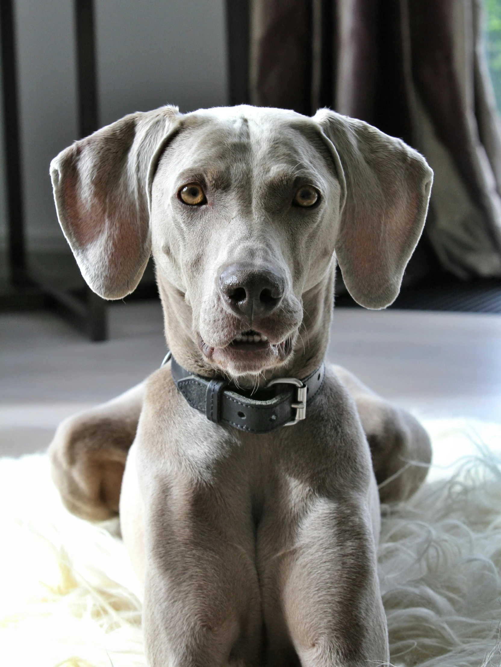 a light colored dog sitting on a white rug