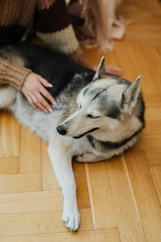 a close up of a dog on the ground with a person