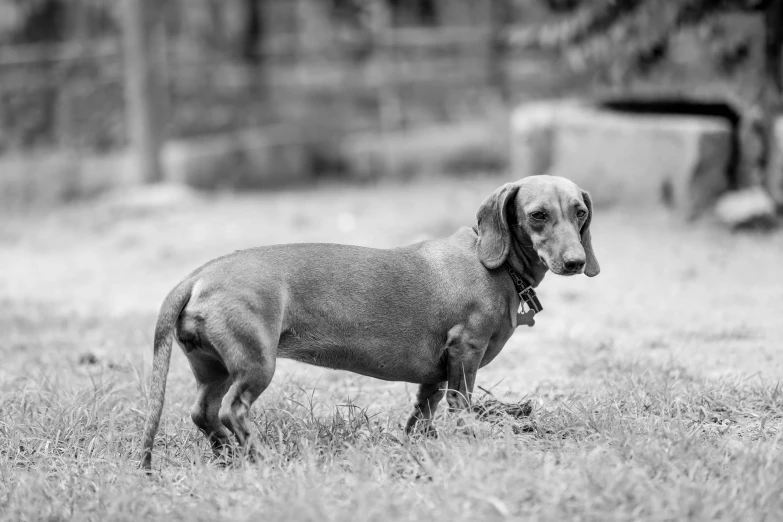 black and white po of a dog looking at the camera