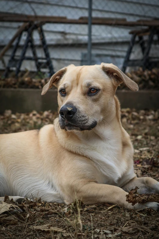 a light colored dog laying in the grass