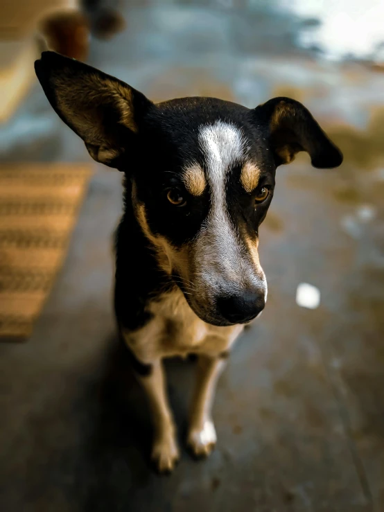 a dog is staring at the camera while sitting on a surface