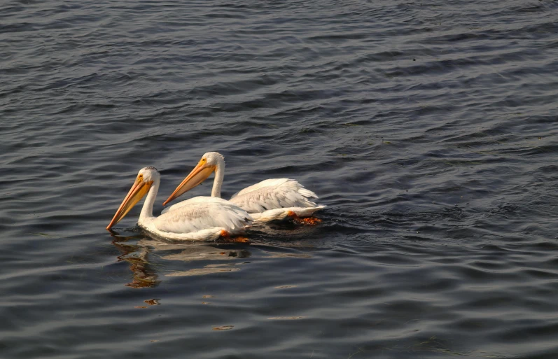 the pelican is cleaning its feathers off of the water