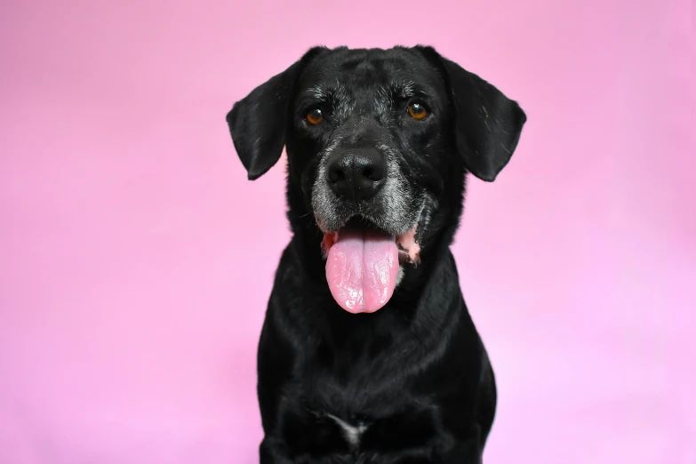 a black dog with his tongue hanging out sitting in front of a pink wall