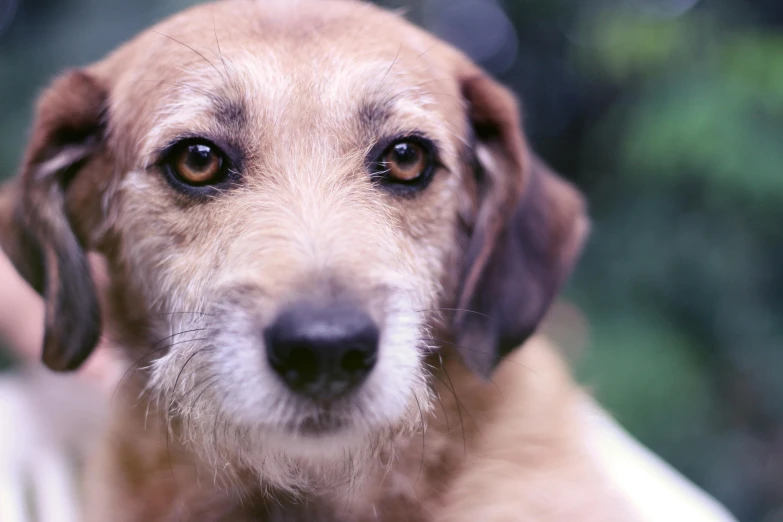 a close up s of a brown dog's face