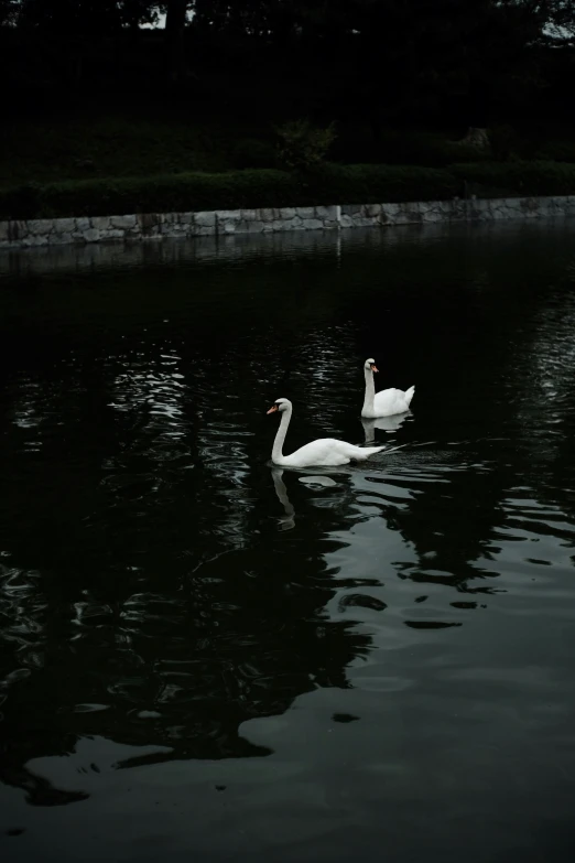 a couple of swans are swimming in some water