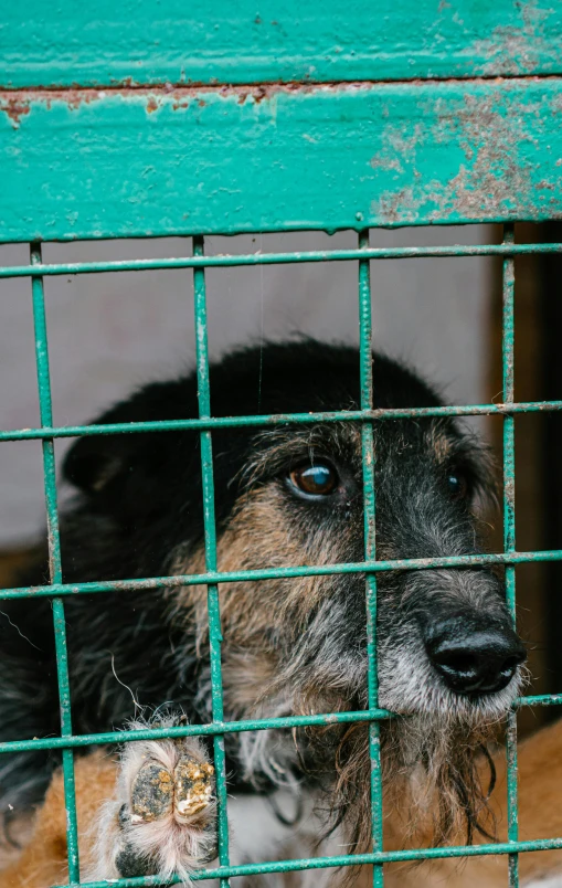 a dog that is sitting behind a fence