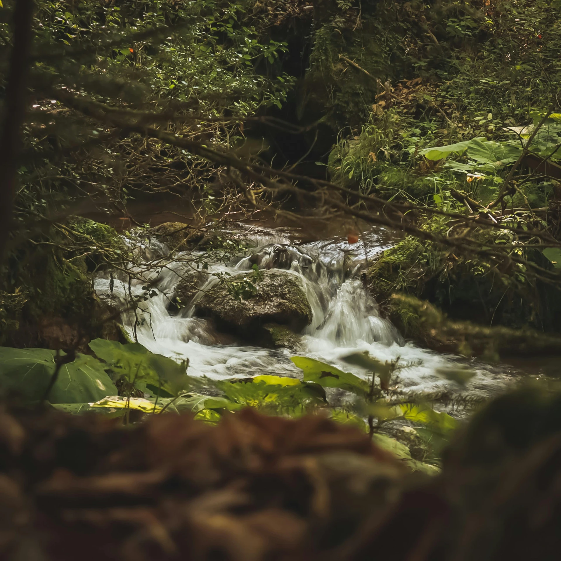 a creek with trees and grass next to it