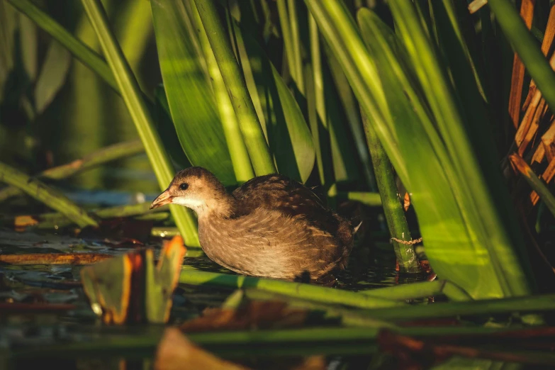 a small bird sitting in some grass and water