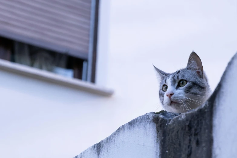 a cat looking from the top ledge of a building