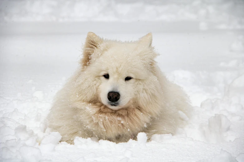 a fluffy dog laying in the snow next to another small white dog