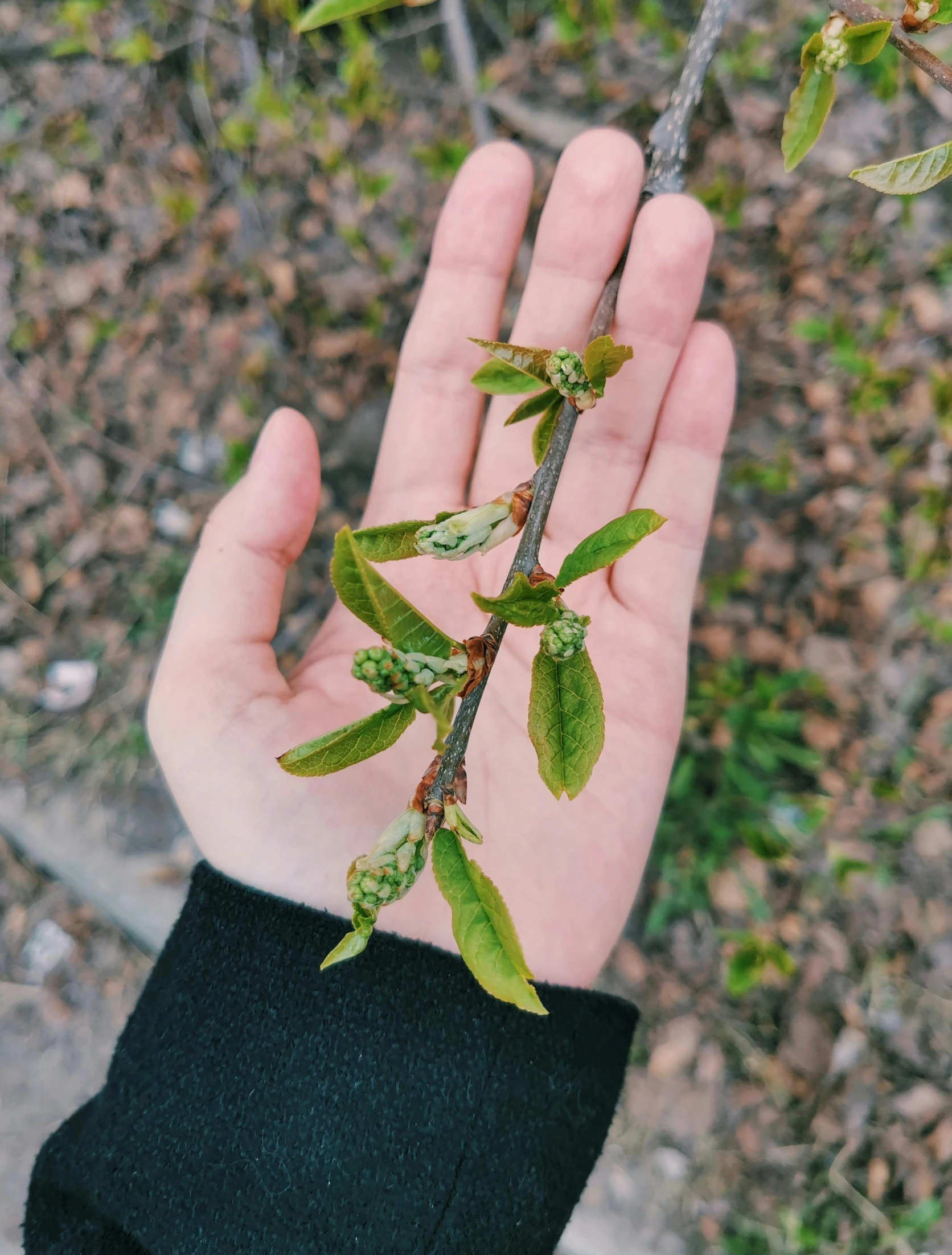 an outstretched hand holding green and brown nches