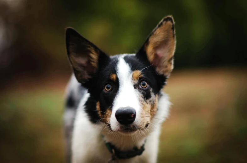 a black and white dog with big ears looking up