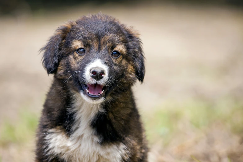 a fluffy dog has white patches on its fur