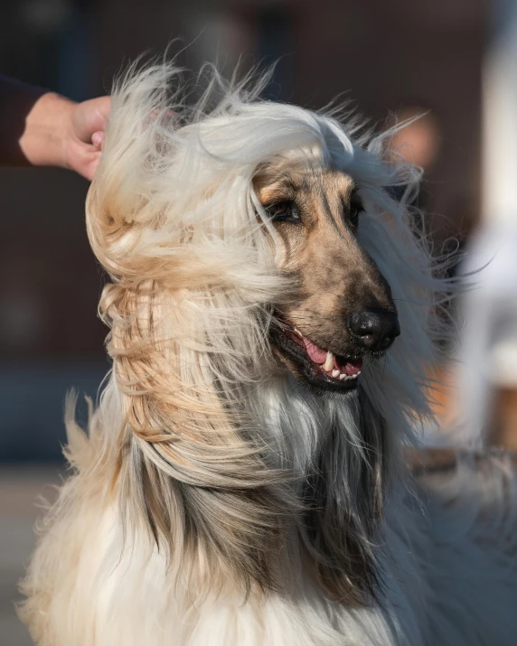 a long haired dog has hair blowing